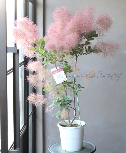 スモークツリー 『パープルファー』 【127】2022 | すべての商品