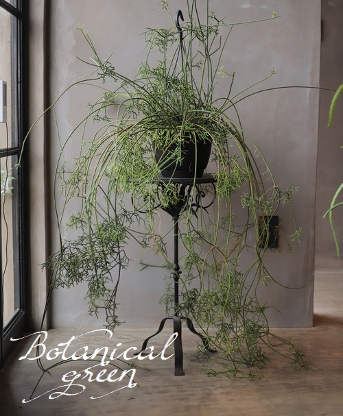 �ڴ��տ�ʪ�ۡ�����ȭ����ץ��ꥹ���إ��쥦������١������ܥƥ�