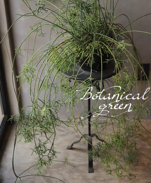 �ڴ��տ�ʪ�ۡ�����ȭ����ץ��ꥹ���إ��쥦������١������ܥƥ�