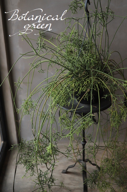 �ڴ��տ�ʪ�ۡ�����ȭ����ץ��ꥹ���إ��쥦������١������ܥƥ�