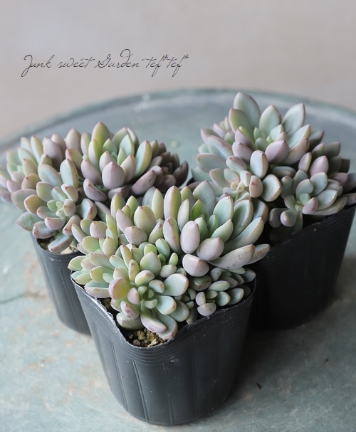 Top【選抜株】多肉植物　26620パープル ポメグラネート　48個　鉢ある 多肉植物】 『パープルドリーム』 グラプトベリア属 | すべての商品