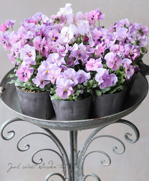 ☆育種うえたオリジナルビオラ 『はんなり小町』 | すべての商品