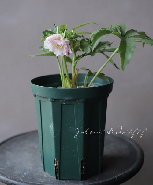 クリスマスローズ 『ダブルホワイトピンク』 28108 | すべての商品