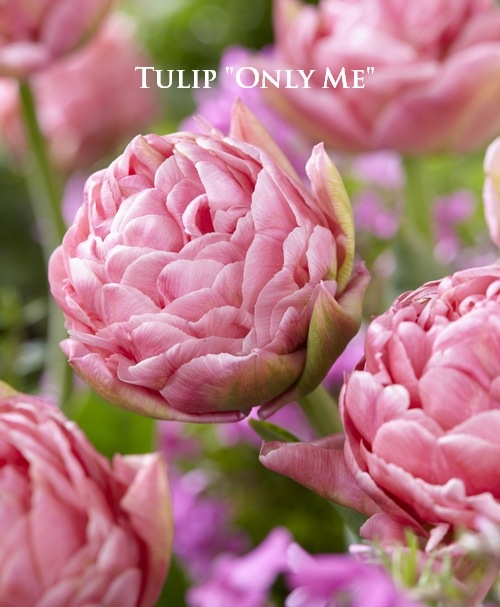 植え込み済 【球根】 八重咲きspecial！チューリップ 『オンリーミー