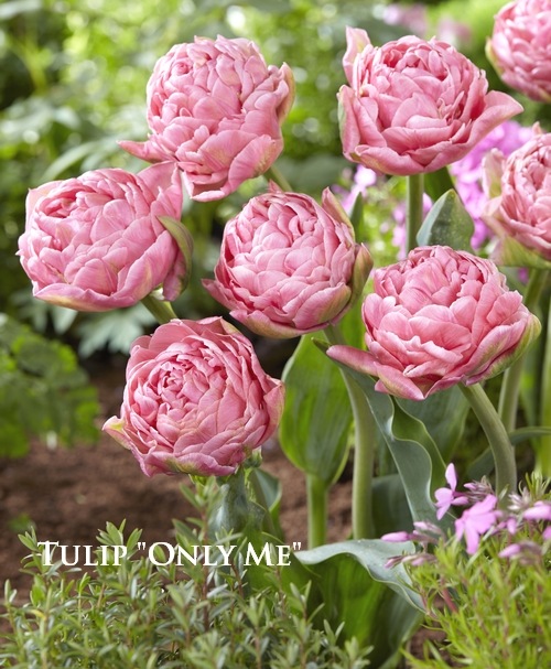 �������ߺ� �ڵ庬�� Ȭ�ź餭special�����塼��åס��إ���꡼�ߡ��١��庬2��