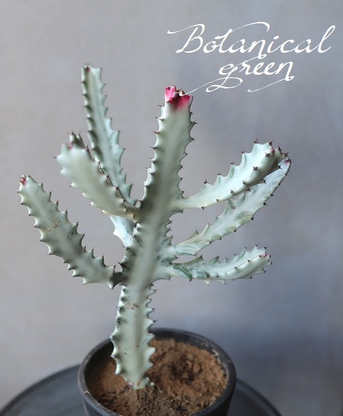 �桼�ե���ӥ����إۥ磻�ȥ������� ���١�����ǰ�Ƥ��롪