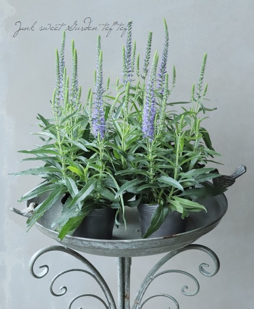 �ɺ�����ѥ��ȡ��٥��˥����ࡼ�ǥ����֥롼�� �إ������֥롼�١�