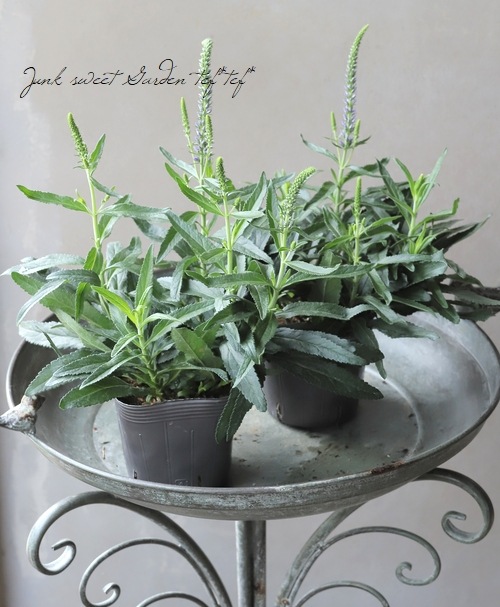 �ɺ�����ѥ��ȡ��٥��˥����ࡼ�ǥ����֥롼�� �إ������֥롼�١�