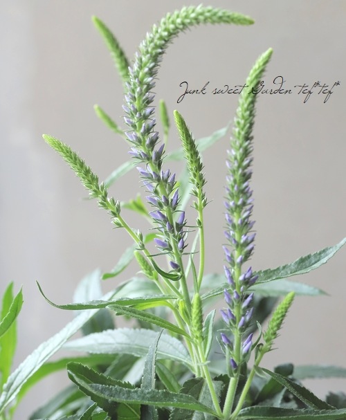 �ɺ�����ѥ��ȡ��٥��˥����ࡼ�ǥ����֥롼�� �إ������֥롼�١�