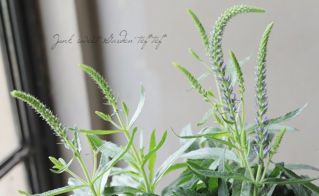 �ɺ�����ѥ��ȡ��٥��˥����ࡼ�ǥ����֥롼�� �إ������֥롼�١�