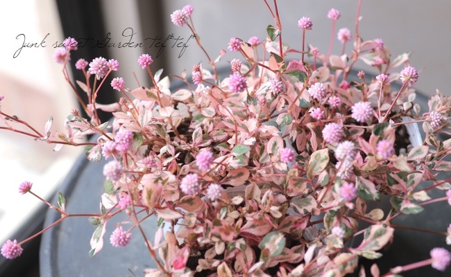 斑入りポリゴナム 『チェリーフォーパーティ』 | すべての商品