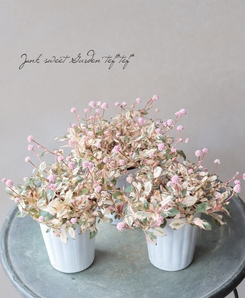 斑入りポリゴナム 『チェリーフォーパーティ』 | すべての商品