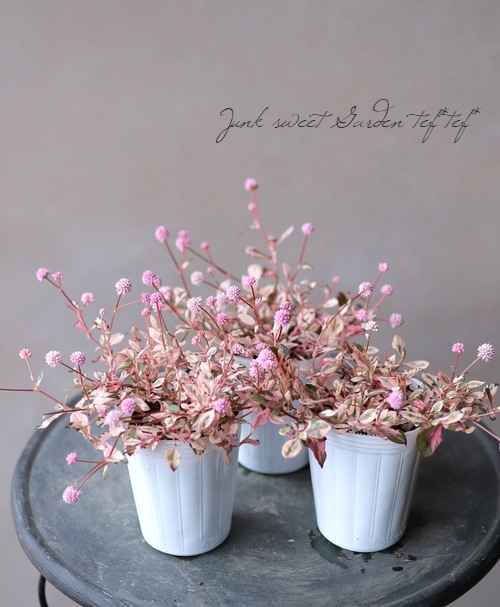 斑入りポリゴナム 『チェリーフォーパーティ』 | すべての商品