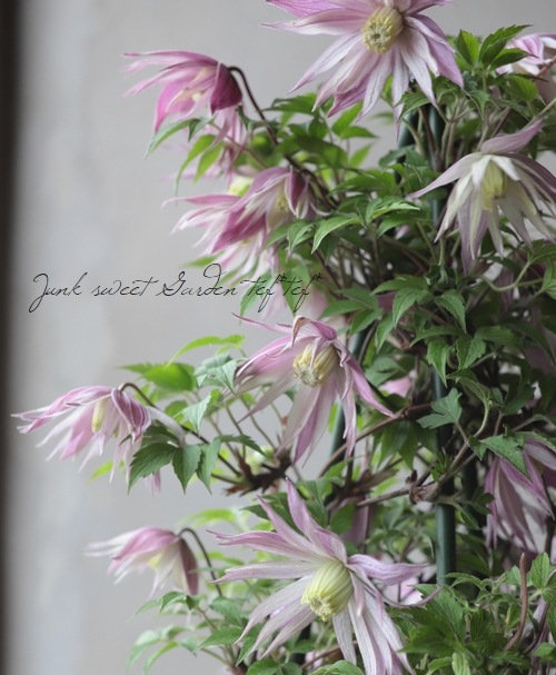 クレマチス・アトラゲネ系 『クラグサイド』 | すべての商品 | | Junk