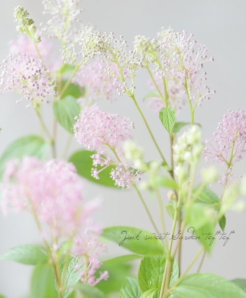 KaiLee　セアノサス　カルフォルニア　ライラック　 セット KaiLee様専用 セアノサス カルフォルニア ライラック セット