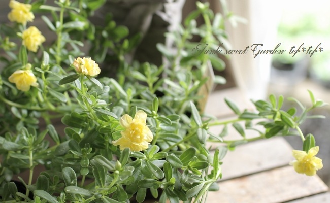 小輪八重咲きポーチュラカ 『イエロー』 | すべての商品 | | Junk