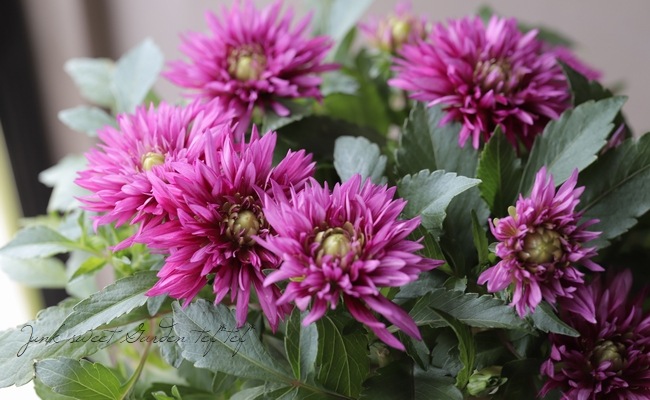 ���ꥢ���إۥåȥޥ��󥿡�