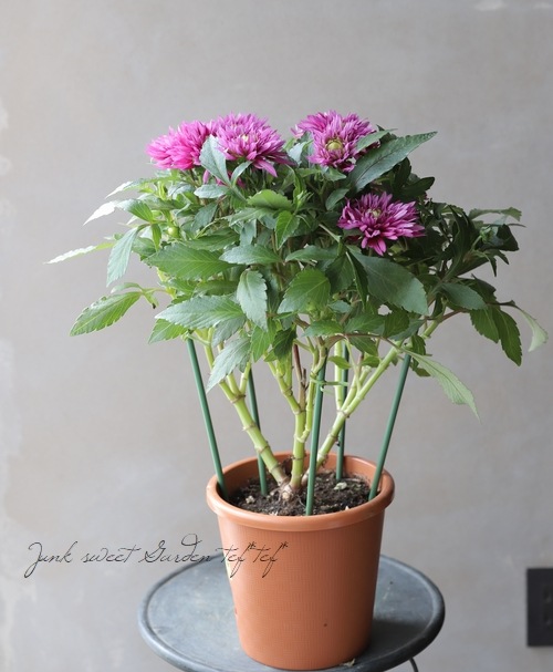 ���ꥢ���إۥåȥޥ��󥿡�