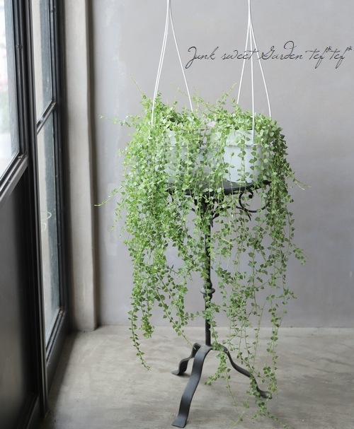 �ڴ��տ�ʪ�� �ǥ������ǥ������إߥꥪ��ϡ��ȡ١�Ķ����