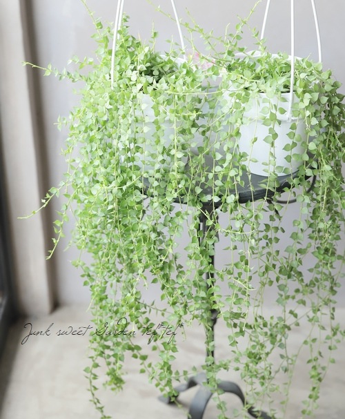 �ڴ��տ�ʪ�� �ǥ������ǥ������إߥꥪ��ϡ��ȡ١�Ķ����