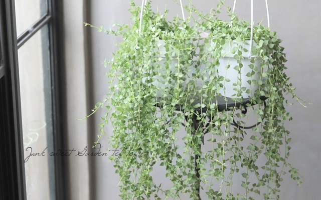 �ڴ��տ�ʪ�� �ǥ������ǥ������إߥꥪ��ϡ��ȡ١�Ķ����