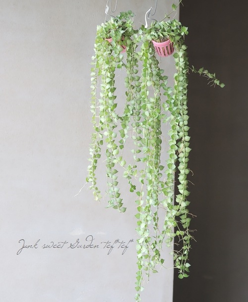 �ڴ��տ�ʪ�� �ǥ������ǥ������إߥꥪ��ϡ��ȡ١�Ķ����