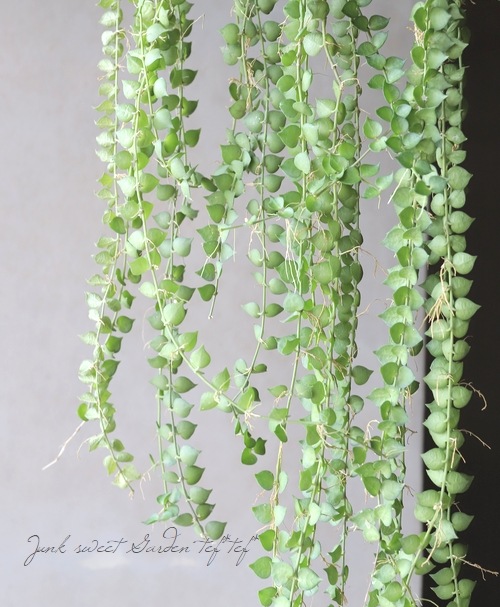 �ڴ��տ�ʪ�� �ǥ������ǥ������إߥꥪ��ϡ��ȡ١�Ķ����