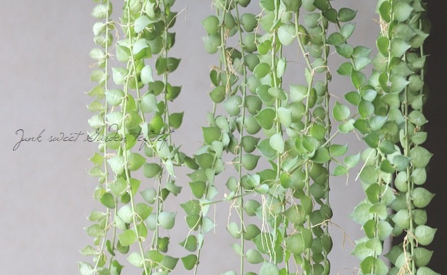 �ڴ��տ�ʪ�� �ǥ������ǥ������إߥꥪ��ϡ��ȡ١�Ķ����