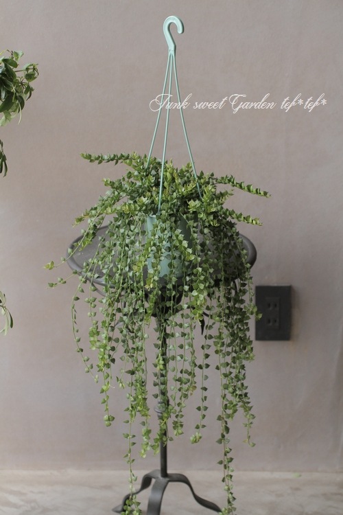 �ڴ��տ�ʪ�� �ǥ������ǥ������إߥꥪ��ϡ��ȡ١�Ķ����