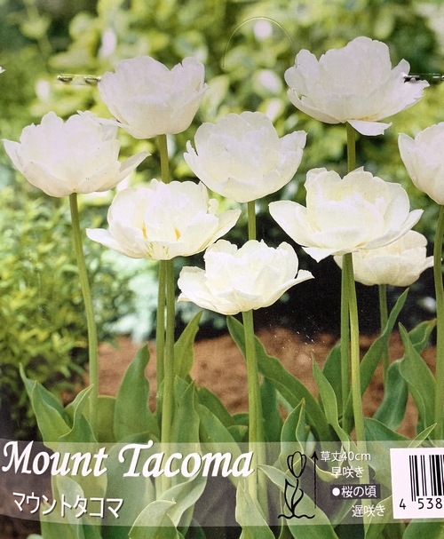 球根】 八重咲きチューリップ 『マウントタコマ』 | 球根 | | Junk