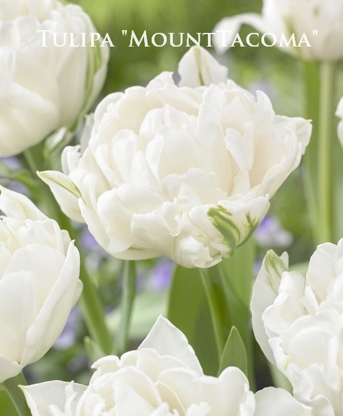 �ڵ庬�� Ȭ�ź餭���塼��åס��إޥ���ȥ����ޡ�