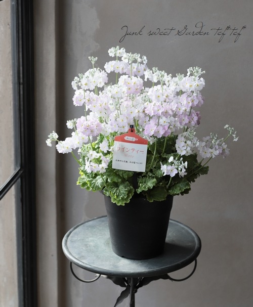 プリムラ・マラコイデス（サクラソウ）新色！『ウィンティ・サクラ