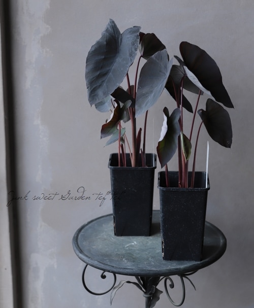 観葉植物/希少/コロカシア ブラックサファイア ゲッコー/40cm コロカシア ブラックサファイア ゲッコー - メルカリ