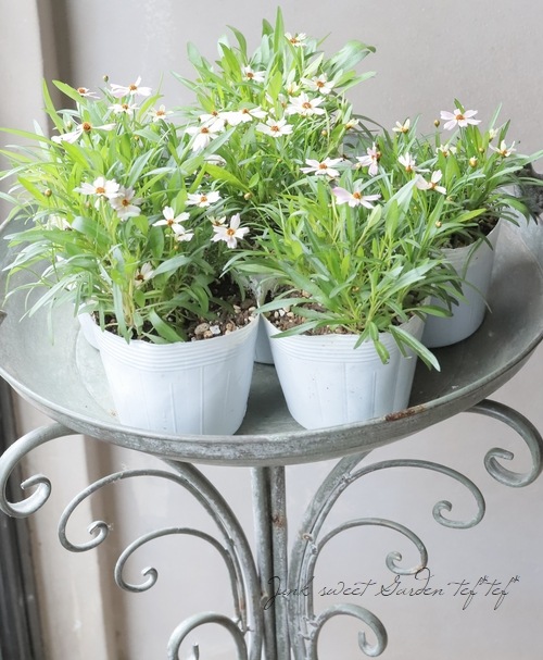 ���쥪�ץ������إߥ��ƥ����꡼���