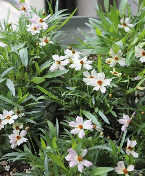 ���쥪�ץ������إߥ��ƥ����꡼���