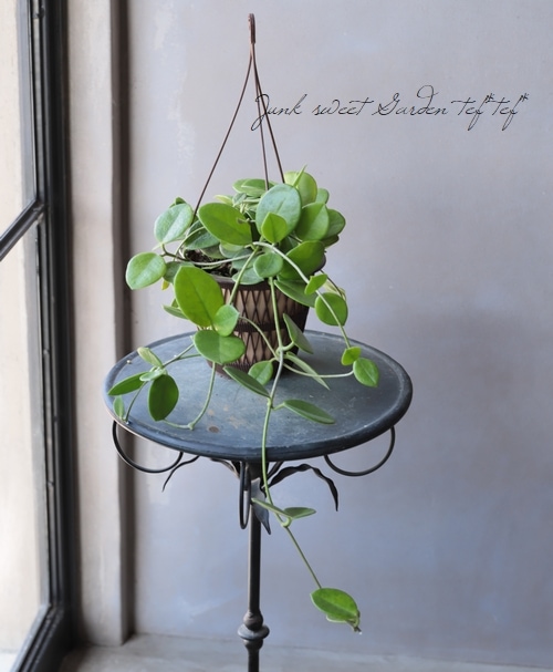 観葉植物】ホヤ 『オーストラリア -Australia-』 【D】 | すべての商品