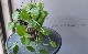 �ڴ��տ�ʪ�ۥۥ䡡�إ������ȥ�ꥢ -Australia-�١���D��