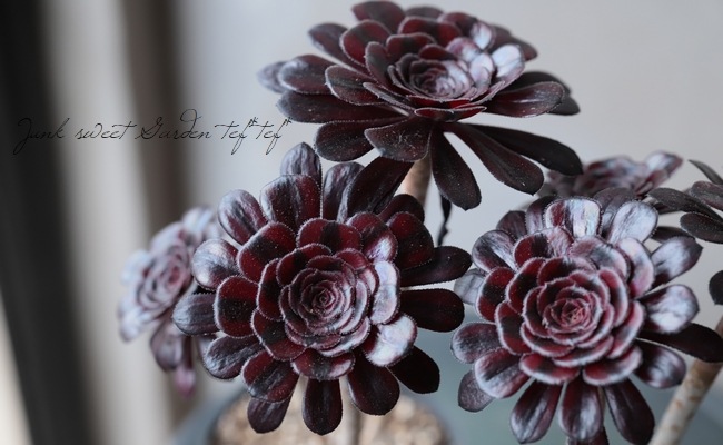 多肉植物】 『真っ黒 黒法師錦』 大株 アエオニウム属☆ | すべての