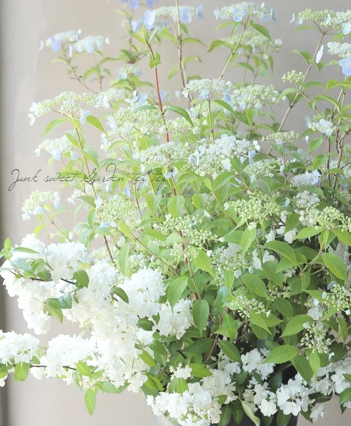 イザヨイ 山紫陽花 『伊予の五月雨 -イヨノサミダレ- × 花笠』 【2色植え