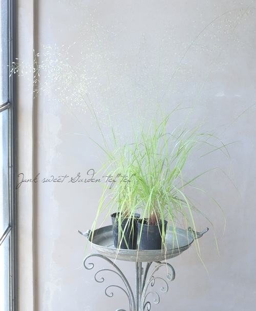 ڥ饹ʪۥ饰ƥإȥꥳǥ