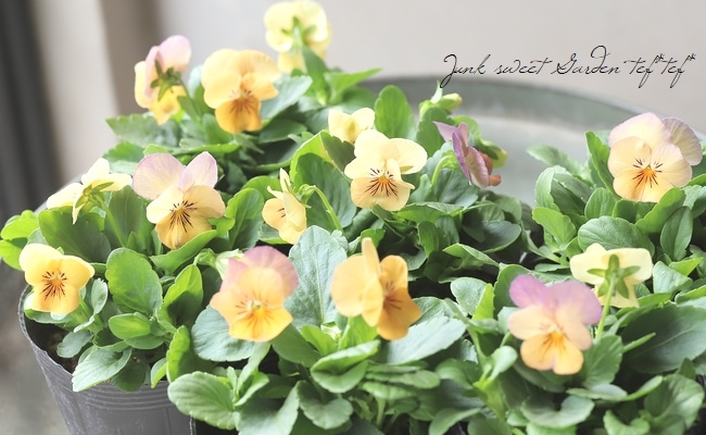◇ビオラ『パンプキン』 | すべての商品 | | Junk sweet Garden tef*tef*