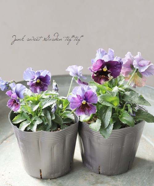 ○桂楓園さんのパンジー・フェデネージュ 『金縁』 【変わり咲き