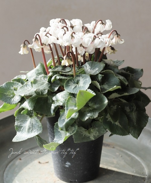 シクラメン 『天使のはね』 2025.No.C | すべての商品 | | Junk sweet