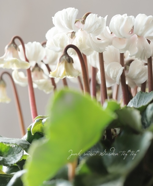 シクラメン 『天使のはね』 2025.No.C | すべての商品 | | Junk sweet