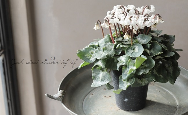 シクラメン 『天使のはね』 2025.No.C | すべての商品 | | Junk sweet