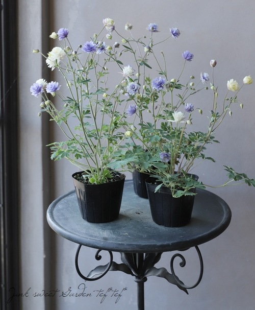 オダマキ・サムシング 『ブルー×ホワイト』 2色咲き | すべての