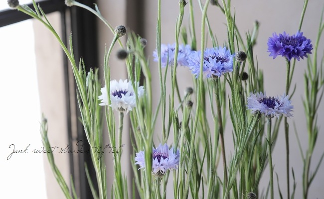 セントーレア (矢車草) 『クラシックファンタスティック』お色