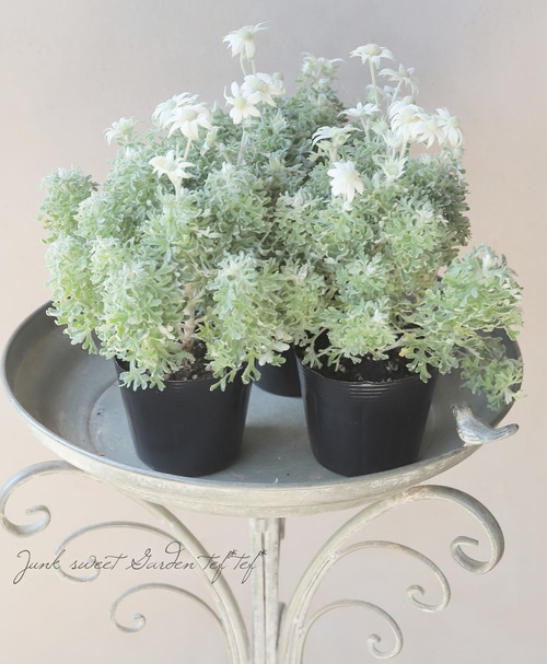 ���إե��ͥ�ե� �إ��󥸥��륭�塼�ȡ�