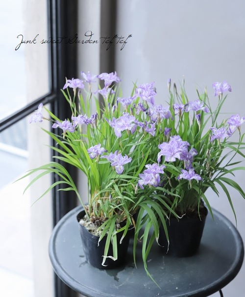 山野草 八重咲きヒメシャガ 花なし すべての商品 Junk Sweet Garden Tef Tef