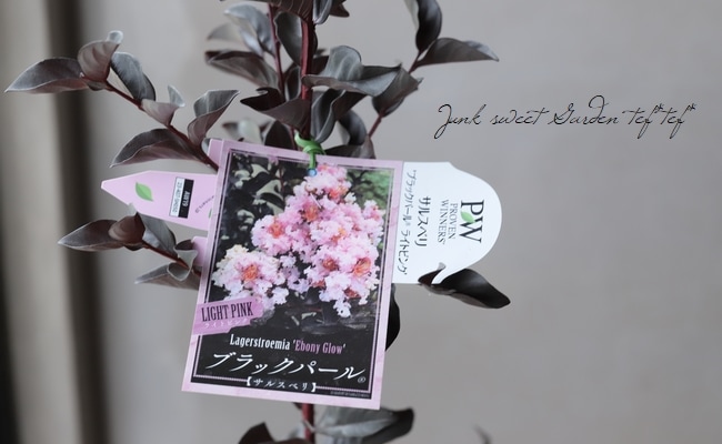 黒葉サルスベリ・ブラックパール 『ライトピンク』 | すべての商品